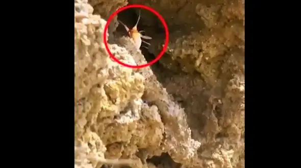 شکار در شکار در عالم حیوانات + فیلم