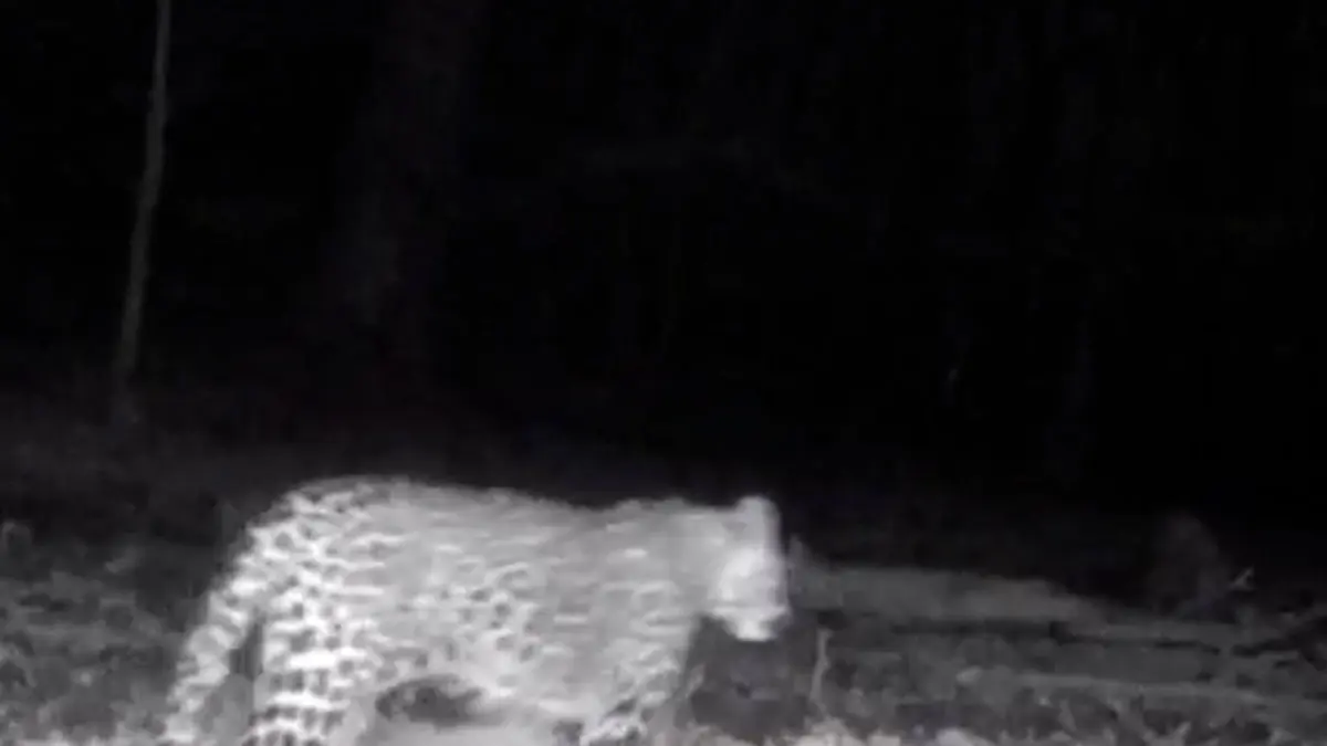 فیلم مشاهده ۴ پلنگ ایرانی در سوادکوه مازندران