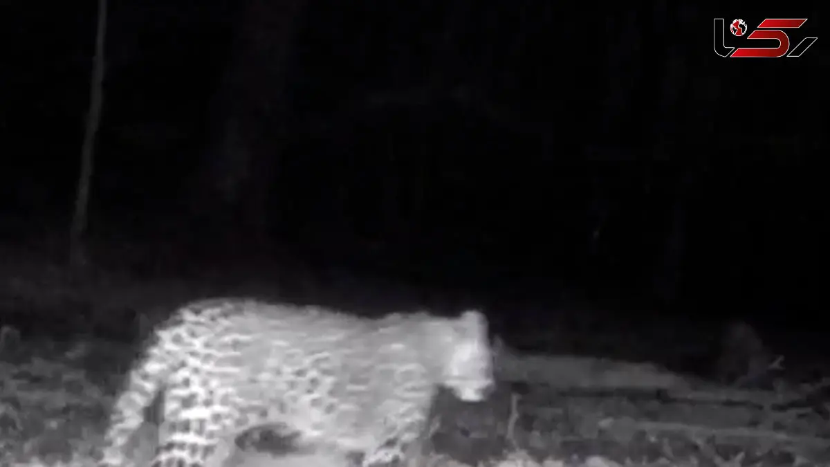 فیلم مشاهده ۴ پلنگ ایرانی در سوادکوه مازندران