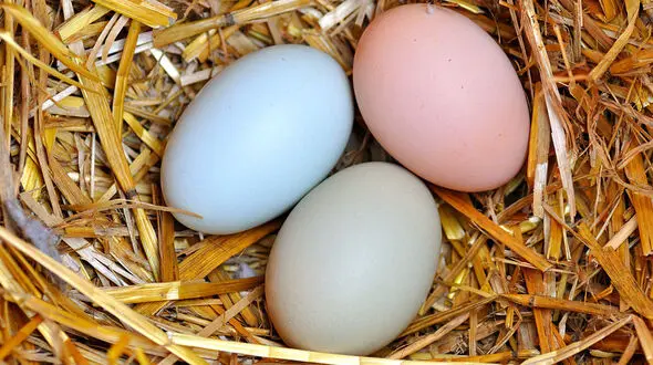 بهترین غذاها پس از 50 سالگی
