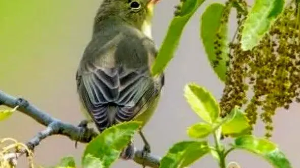 پرنده سسک درختی لیمویی برای اولین بار در استان کردستان مشاهده شد