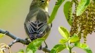 پرنده سسک درختی لیمویی برای اولین بار در استان کردستان مشاهده شد