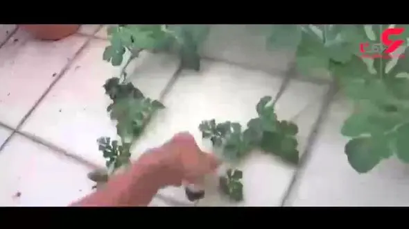 آموزش کاشت هندوانه در خانه + فیلم 100 ثانیه ای از 100 روز رشد هندوانه