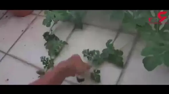 آموزش کاشت هندوانه در خانه + فیلم 100 ثانیه ای از 100 روز رشد هندوانه