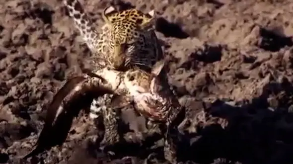 فیلم شکار راحت پلنگ از برکه خشک شده