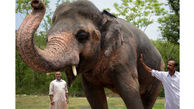 درمان فیل افسرده ازدواج مجدد است / این فیل در سوگ همسرش مانده+عکس