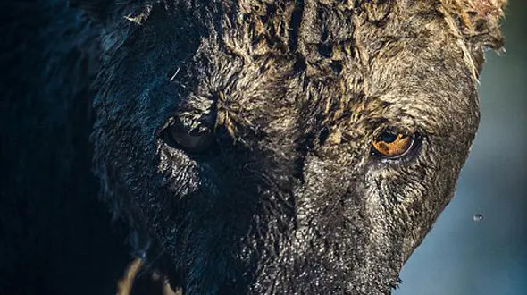 جدال مرگبار گاو باغیرت با شیرها برای نجات گوساله اش + تصاویر