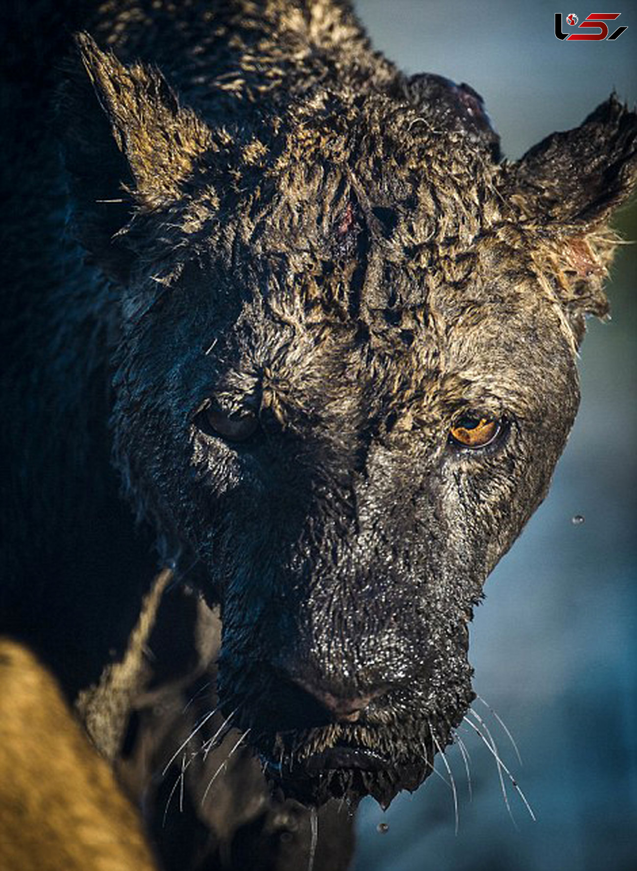 جدال مرگبار گاو باغیرت با شیرها برای نجات گوساله اش + تصاویر
