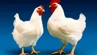کمبود مرغ در بازار / نهاده‌ها مشکل‌ساز شدند