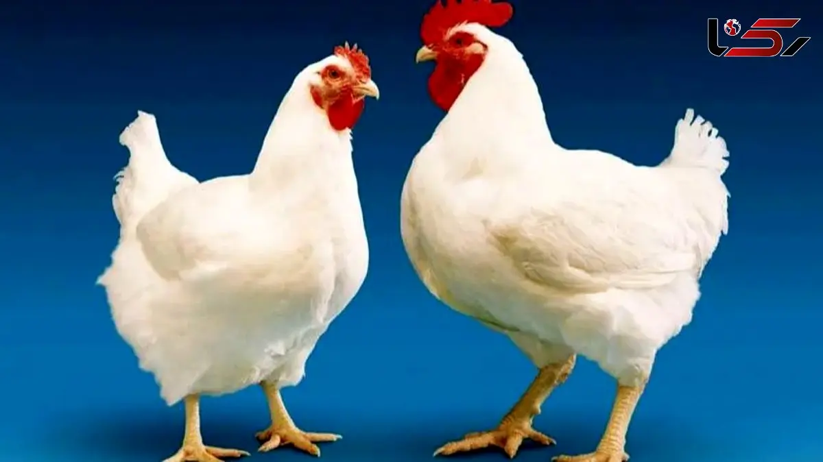 کمبود مرغ در بازار / نهاده‌ها مشکل‌ساز شدند