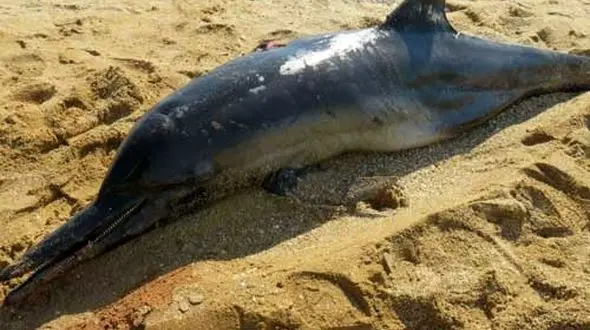 

مشاهده لاشه یک دلفین در ساحل بوشهر + عکس
