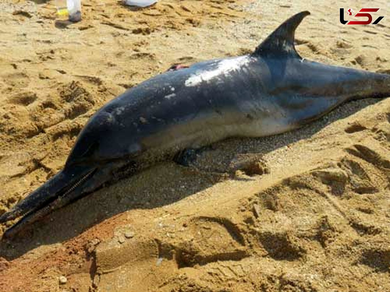 

مشاهده لاشه یک دلفین در ساحل بوشهر + عکس
