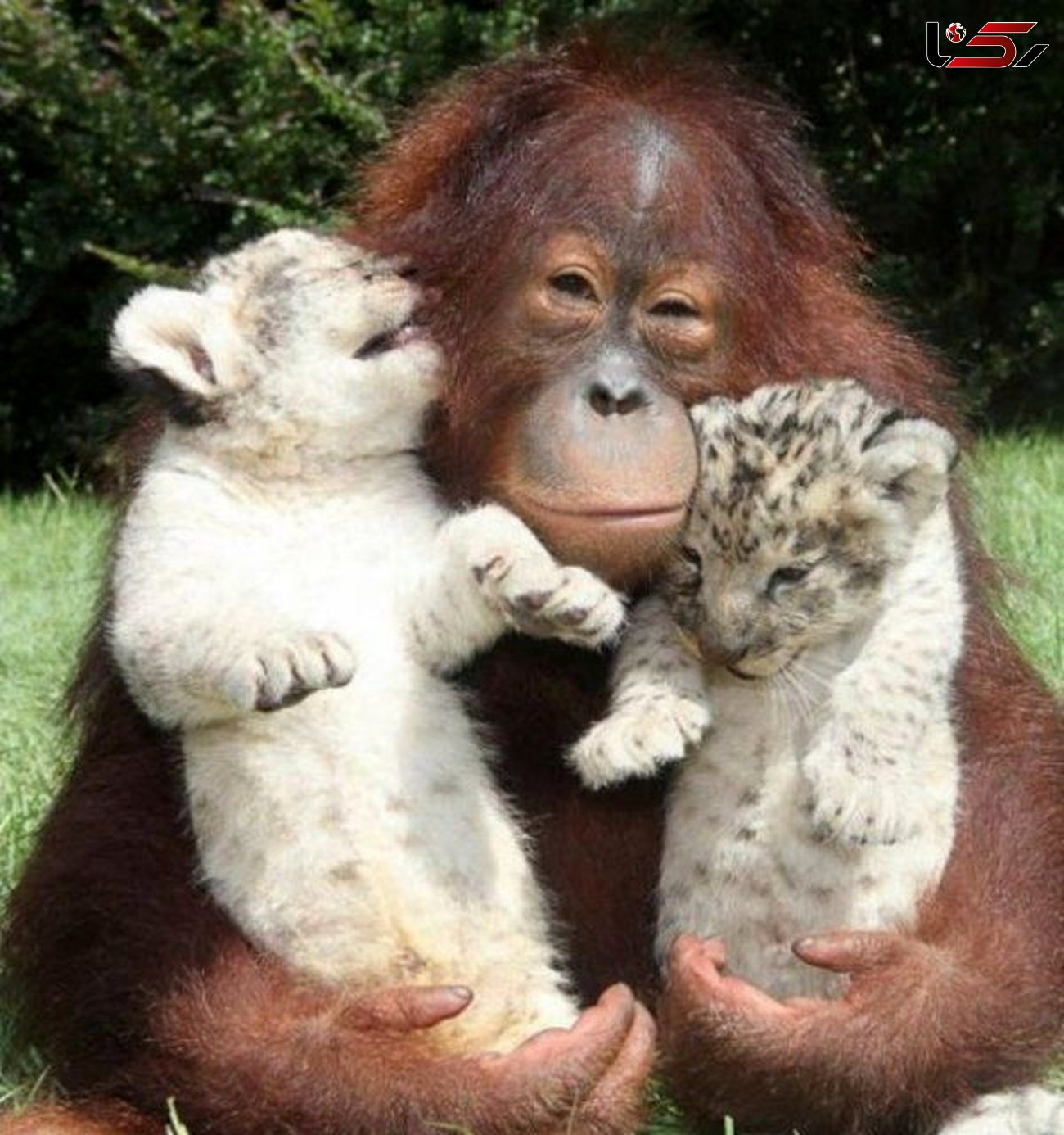 عشق مادری میمون برای توله ببرها