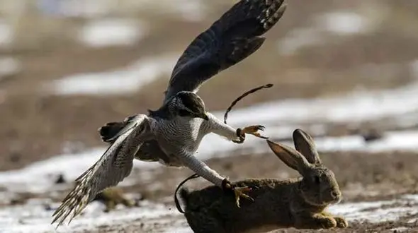 پرورش شاهین‌ برای شکارهای خوشمزه