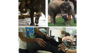 نخستین فیل جهان با پای مصنوعی +عکس