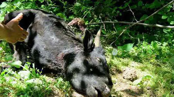 حمله پلنگ گرسنه به گاوها+عکس