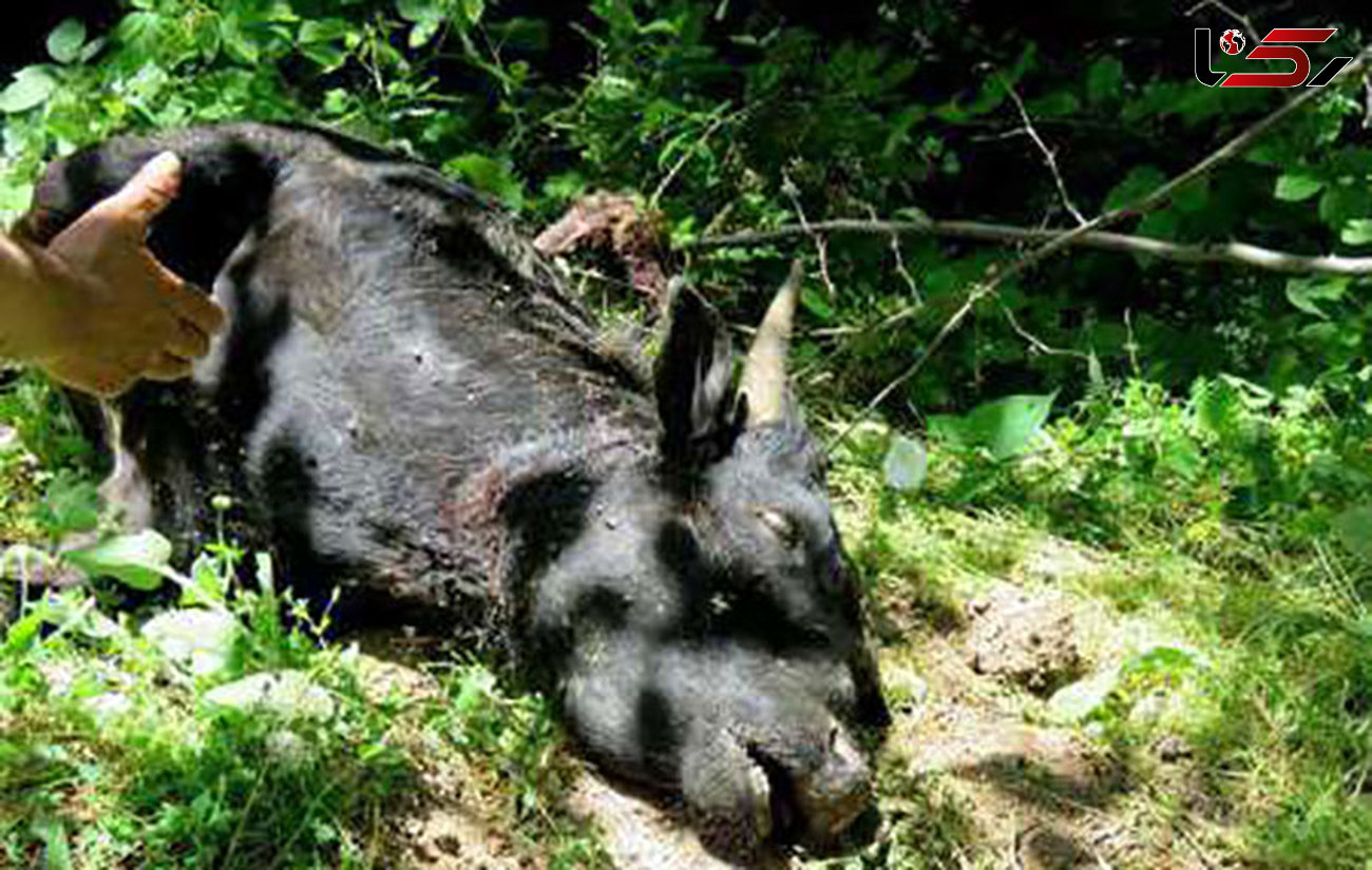 حمله پلنگ گرسنه به گاوها+عکس