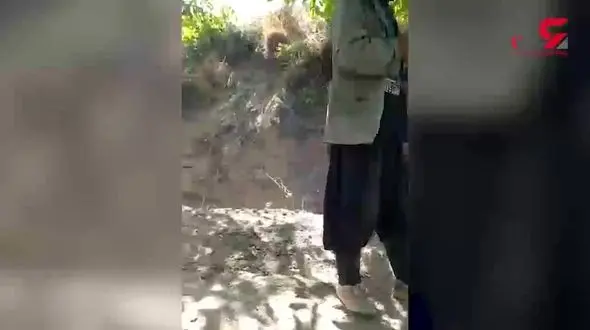 جزئیات حکم قطع 7 درخت گردو در خوانسار / روستائیان اختلاف شدید داشتند + فیلم