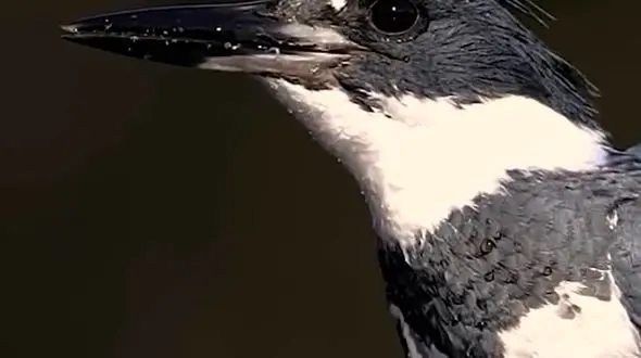 از زیبایی پنگوئن ها تا شکار ماهی توسط پرندگان