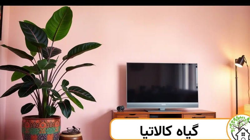 کالاتیا