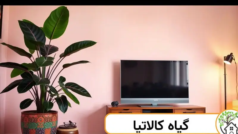 کالاتیا