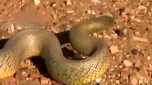 سمی ترین مارهای جهان را بشناسید + فیلم