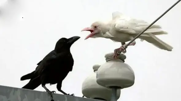 راز عجیب مرگ کلاغ های سفید / این مادران قلب سیاه دارند!