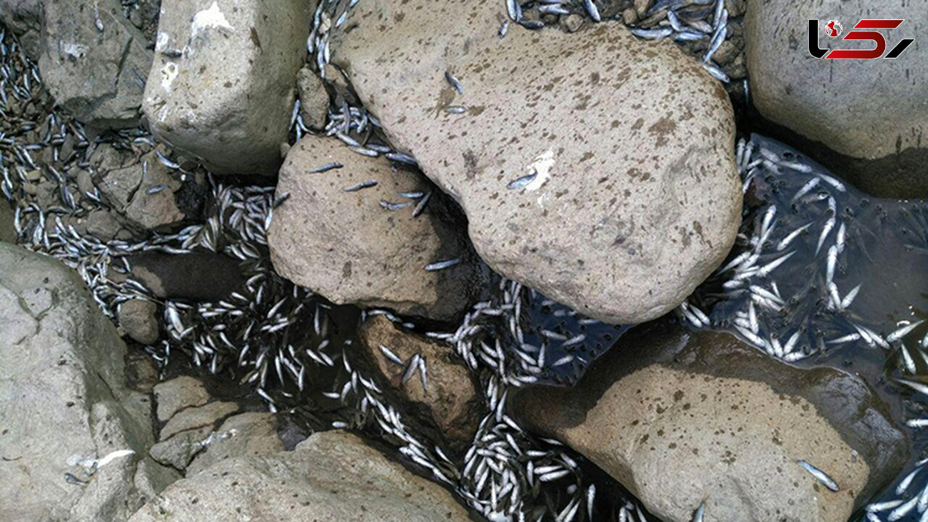 تلف شدن ماهیان در رودخانه «جلمارود» + عکس