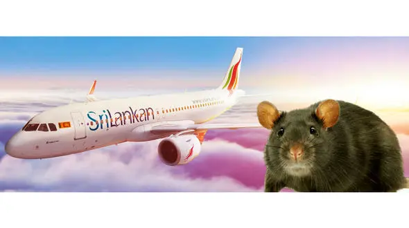 یک فرودگاه بین المللی درگیر یک موش شد!