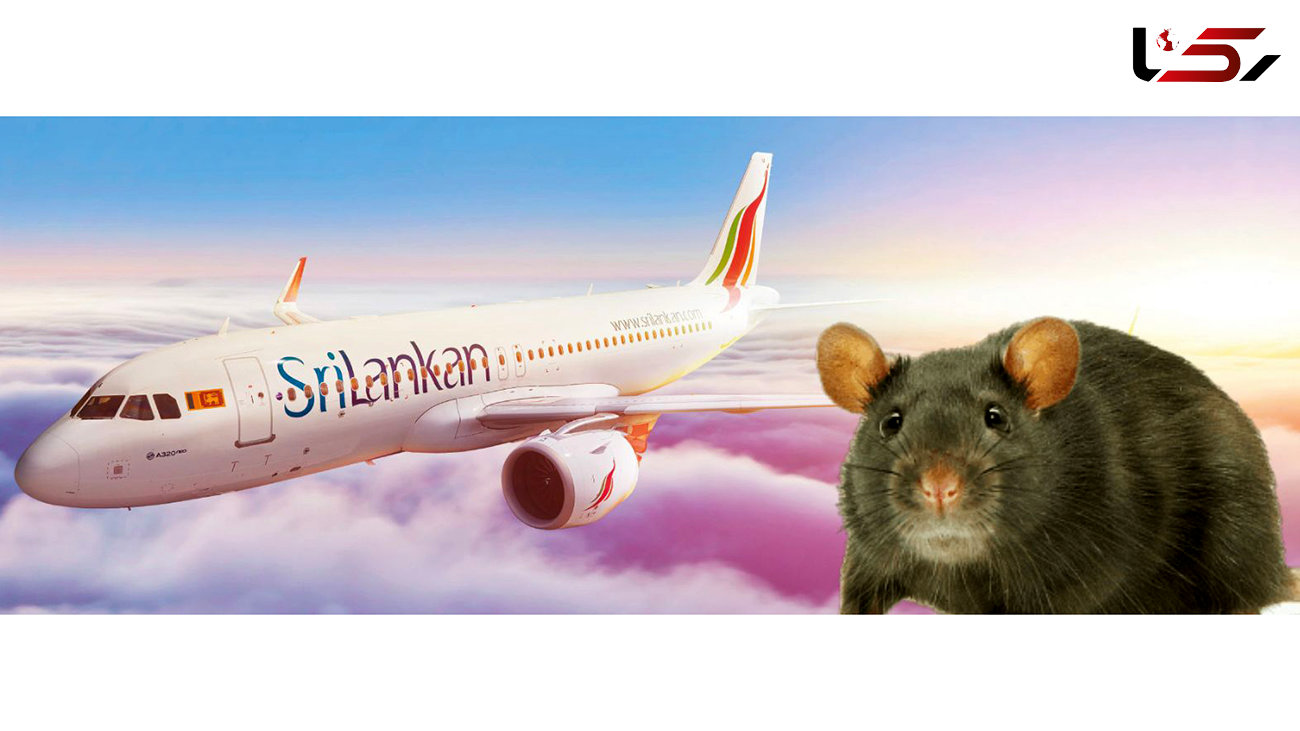 یک فرودگاه بین المللی درگیر یک موش شد!