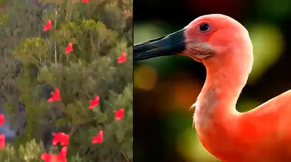 زیبایی پرنده های صورتی + فیلم