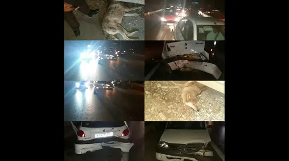 ورود هولناک گرگ به آزادراه پردیس _ تهران + عکس
