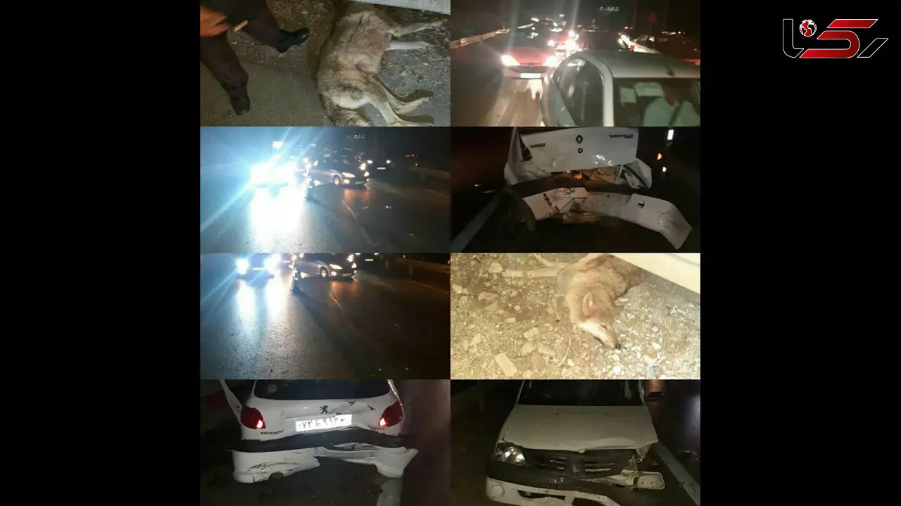 ورود هولناک گرگ به آزادراه پردیس _ تهران + عکس