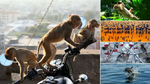 عکس های چشم نواز حیات وحش گاردین از پرندگان تا کرگدن +تصاویر