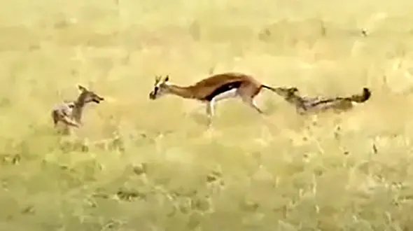 فیلم / صحنه‌ای دلخراش از شکار گوزنی که طعمه شغال‌ها شد