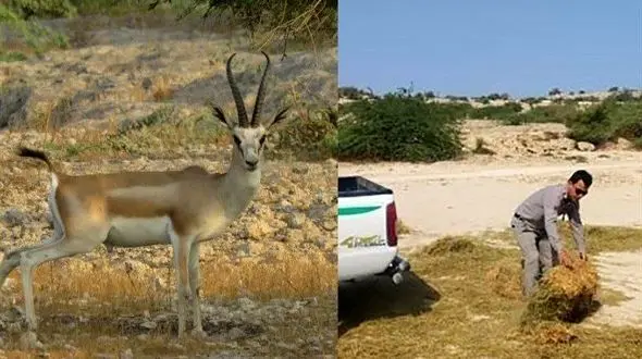 ماجرای تغذیه آهوان در محل دفن زباله چه بود؟ / مسوول جزیره خارگ چه گفت؟ + عکس