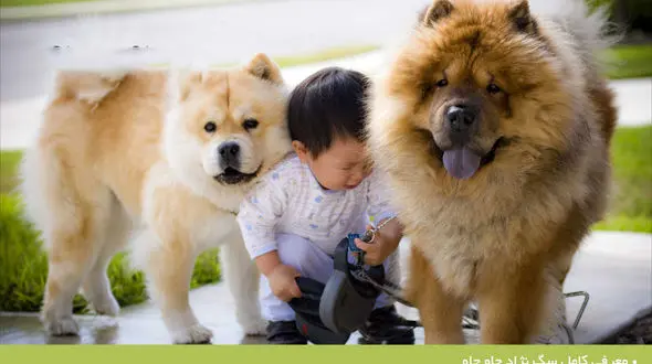  نژاد چاو چاو، نژادی بانمک و منحصر به فرد +عکس های دیدنی 