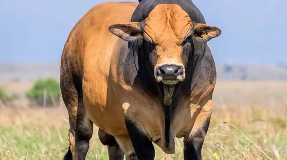 از حمله موشکی به شهر سومی تا برخورد گاو وحشی با ماشین