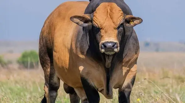 از حمله موشکی به شهر سومی تا برخورد گاو وحشی با ماشین