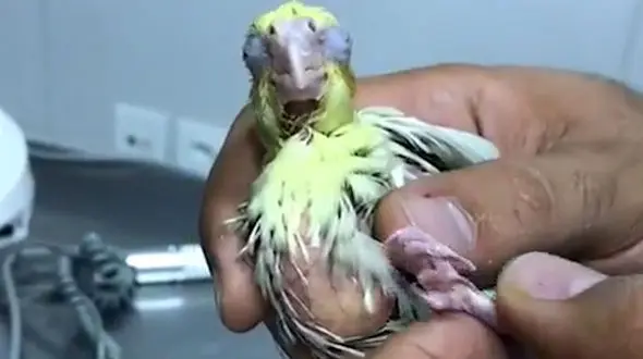 مراقبت از پرنده بیمار / فیلم