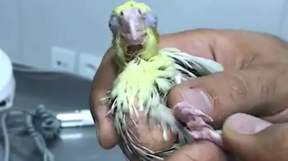مراقبت از پرنده بیمار / فیلم