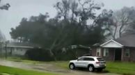 فیلم لحظه افتادن درخت بزرگ روی خانه / طوفان شدید بود