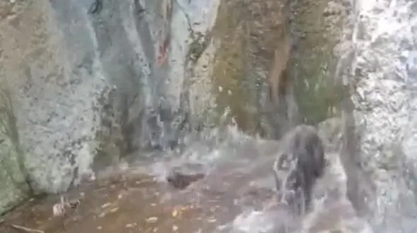 فیلم خنده‌ دار از سرسره‌بازی مادر و بچه گرازها در آبشار جنگلی
