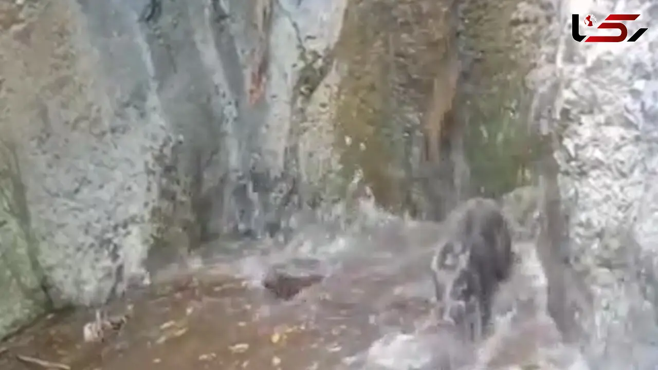 فیلم خنده‌ دار از سرسره‌بازی مادر و بچه گرازها در آبشار جنگلی
