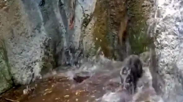 فیلم خنده‌ دار از سرسره‌بازی مادر و بچه گرازها در آبشار جنگلی