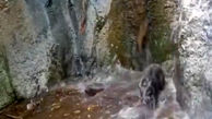 فیلم خنده‌ دار از سرسره‌بازی مادر و بچه گرازها در آبشار جنگلی