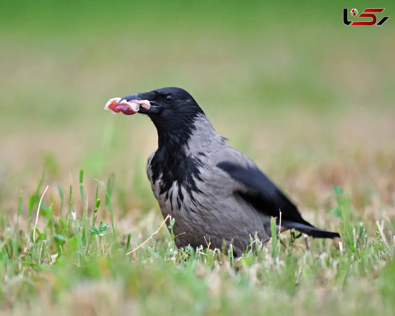کلاغ‌ها، پرندگان پرسروصدا و باهوش