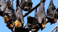 ببینید خفاش‌ها کجای خانه لانه کرده اند + فیلم