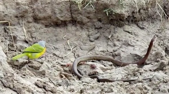 فیلم / شکار مار بی عرضه توسط یک پرنده کوچک 