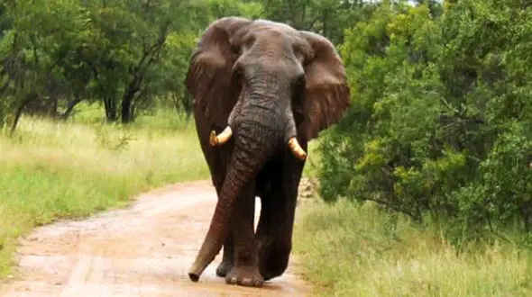 حمله فیل به خودروی گردشگران + فیلم 